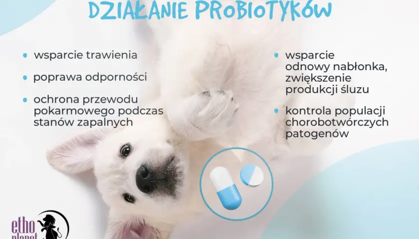 Uroczy szczeniak pokazuje, jak ludzki probiotyk dla psa wspiera trawienie, odporność i zdrowie jelit.