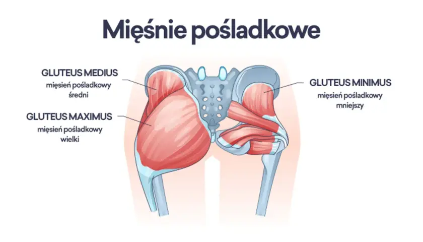 Anatomia mięśnia pośladkowego: wielki, średni i mniejszy. Ilustracja pokazuje położenie tych mięśni w miednicy.