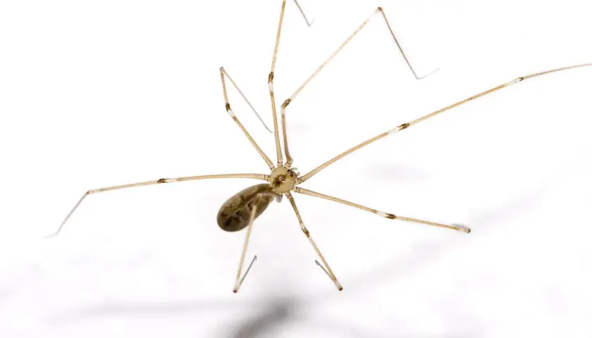 En dallerspindel, även kallad långben, med sina långa, tunna ben. Trots sitt utseende är den inte dallerspindel giftig för människor.