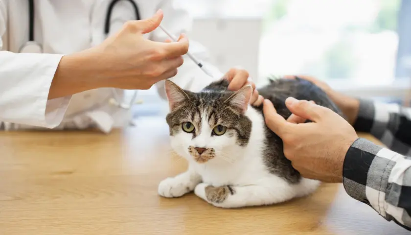 Tierarzt impft Katze. Ein Mann streichelt beruhigend das Tier, während die Impfung verabreicht wird.