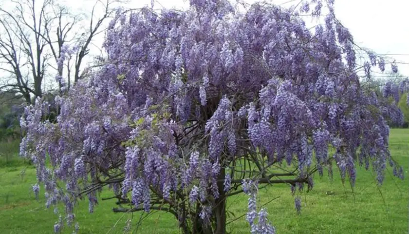 Magnifique arbre en fleurs de glycine, ses grappes violettes tombent comme des cascades parfumées.