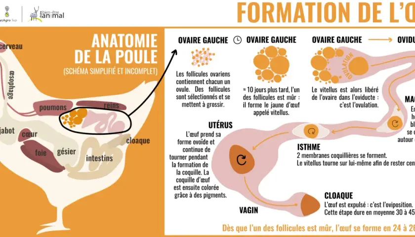 Schéma de l'anatomie de la poule et de la formation de l'œuf, de l'ovaire au cloaque, expliquant le processus de maturation des follicules et la formation de la coquille.