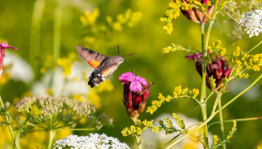 Ein Kolibri-Falter saugt Nektar aus einer pinken Blüte, umgeben von gelben und weißen Wildblumen.