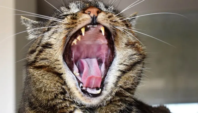 Gato bosteza mostrando su boca abierta y lengua rosada. ¡Espero que a mi gato le huela la boca a podrido, porque este bostezo es enorme!