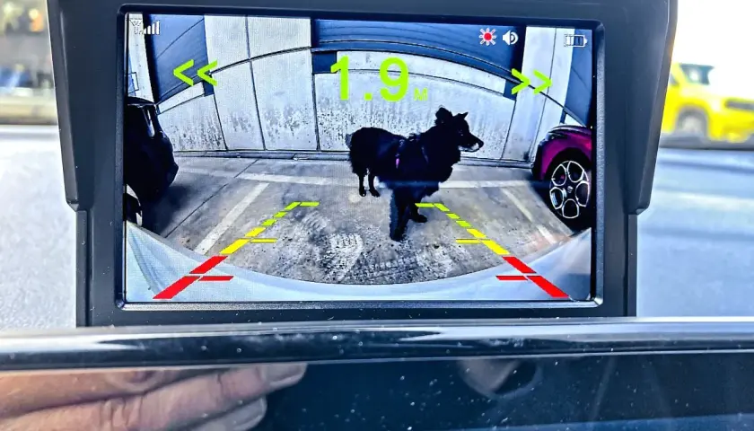 Monitor z kamerą cofania pokazuje czarnego psa na parkingu. Pomocne linie ułatwiają montaż kamery cofania.