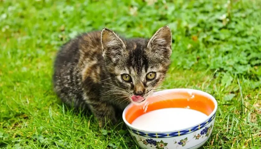 Mały kotek na trawie pije mleko z miseczki. Czy koty mogą pić mleko? To pytanie nurtuje wielu miłośników zwierząt.