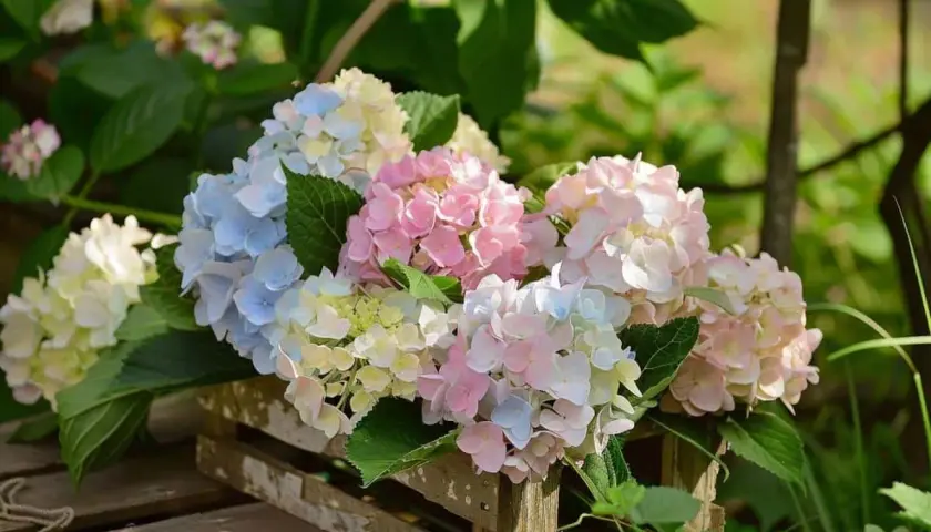 Un bouquet d'hortensias aux teintes pastel, bleus, roses et blancs, dans une caisse en bois. Idéal pour savoir quand déplacer un hortensia.