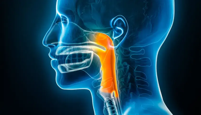 Illustration médicale montrant un aliment bloqué dans l'œsophage. Que faire naturellement pour dégager le passage ?