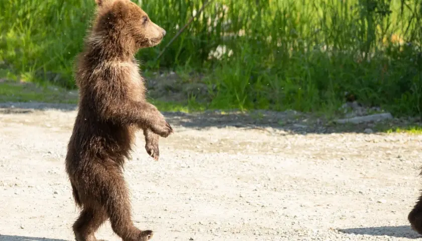 Un tierno oso de pie, con su pelaje marrón y ojos curiosos, explora el camino de tierra.