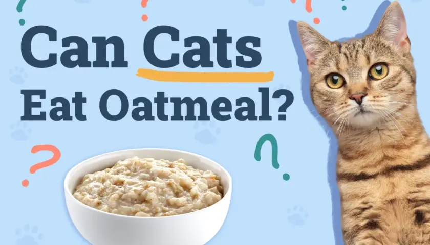 A tabby cat looks curiously at a bowl of oatmeal, with the question "Can Cats Eat Oatmeal?" prominently displayed.