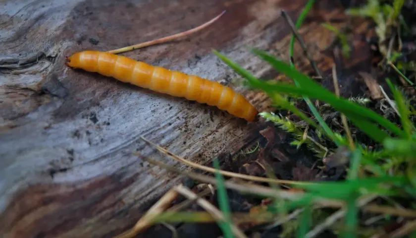 Un ver orangé, ressemblant à un ver fil de fer, rampe sur un morceau de bois mort, entouré d'herbe verte et de feuilles mortes.