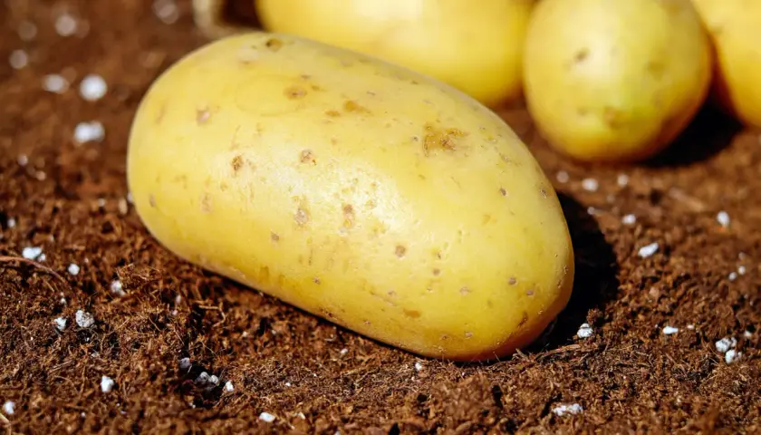 Frische, gelbe Kartoffeln liegen auf dunkler Erde. Sie sind bereit für die Aussaat, vielleicht mit Kalkstickstoff gedüngt für ein gesundes Wachstum.