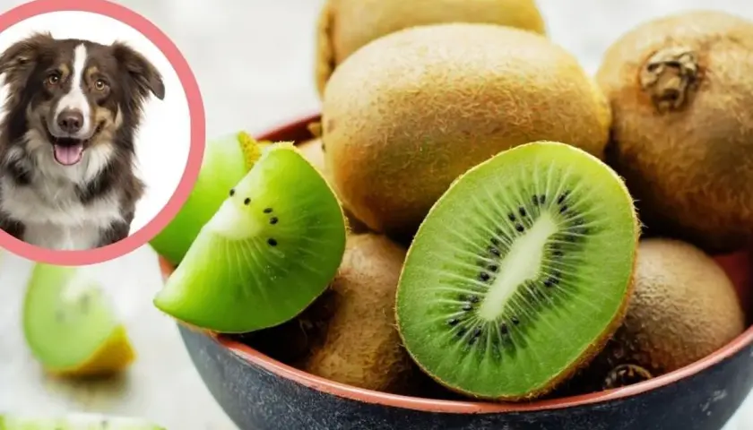 Czy pies może jeść kiwi? Uśmiechnięty piesek i soczyste kiwi w misce sugerują, że tak!