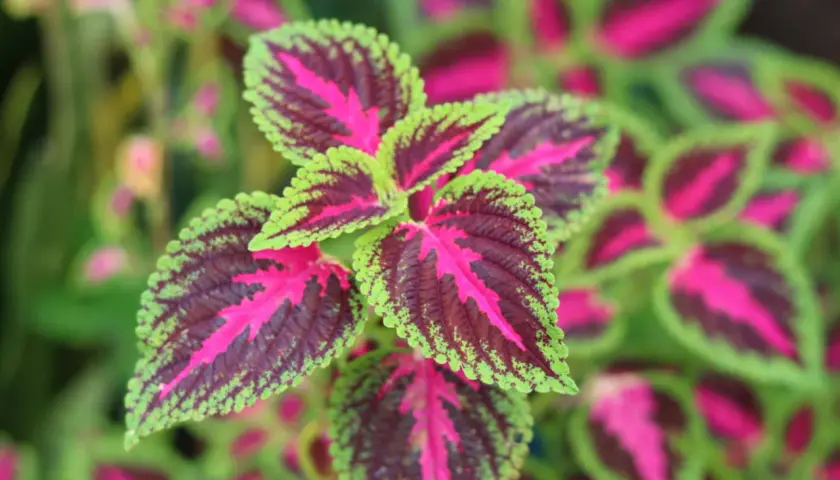 Plante aux feuilles vibrantes, un mélange de rouge profond, de rose vif et de bordures vert citron.