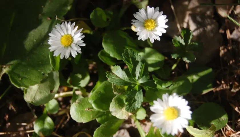 Tre små **bellis perennis** blommor med vita kronblad och gula mittar lyser upp i solljuset bland gröna blad.