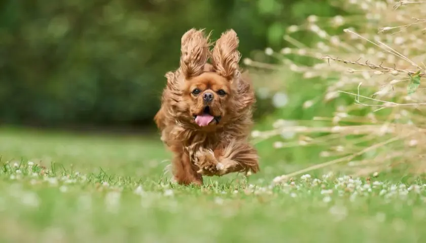 Un perro marrón corre feliz por el césped. ¿Te preguntas cuanto cuesta adoptar un perro? ¡Vale la pena!