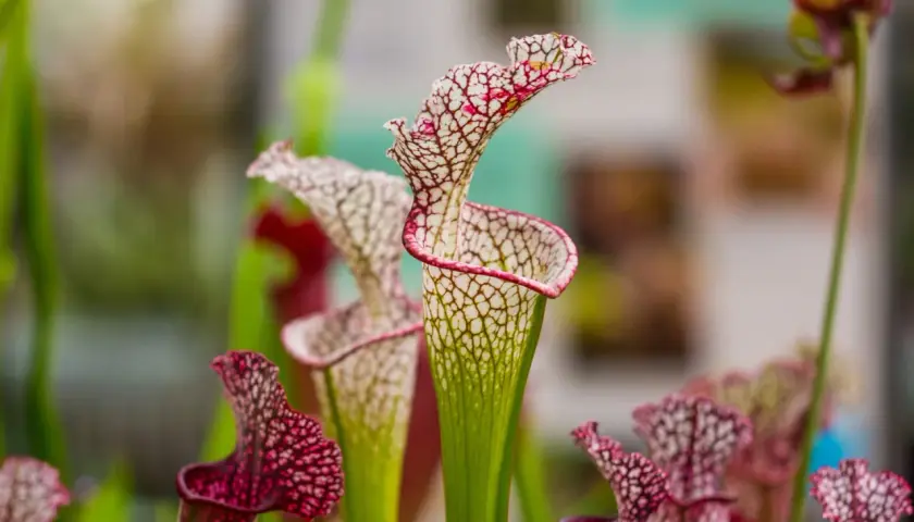 Sarracenia in fiore, con le loro forme uniche e venature rosse e bianche. La cura di queste piante carnivore è un'arte.
