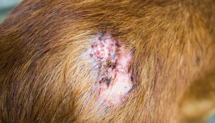 Lesión en la piel de un perro, con pérdida de pelo y enrojecimiento, posibles primeros síntomas sarna perros.