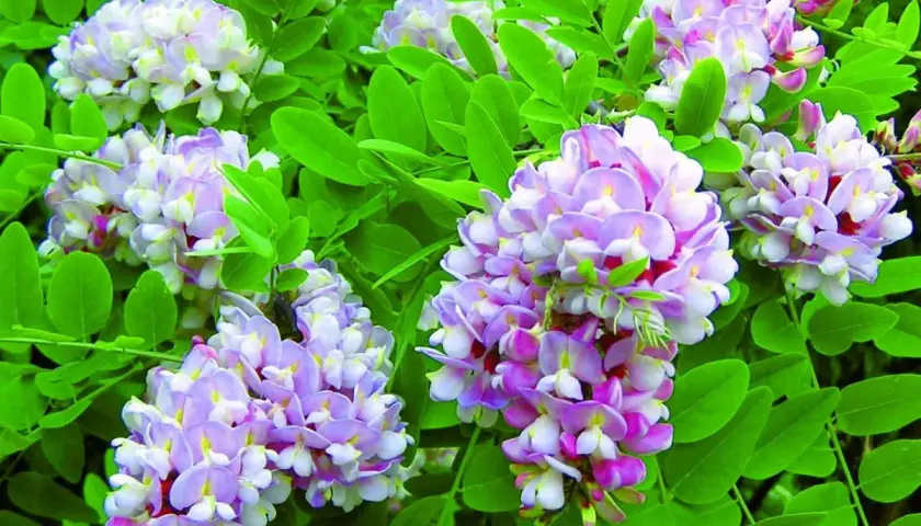 Kwiatostany robinia akacjowa umbraculifera w odcieniach bieli i fioletu, otoczone zielonymi liśćmi.