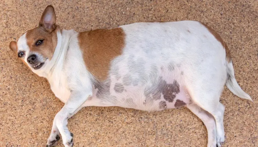 Mi perro tiene la cola inflamada, parece que se ha dado un golpe.