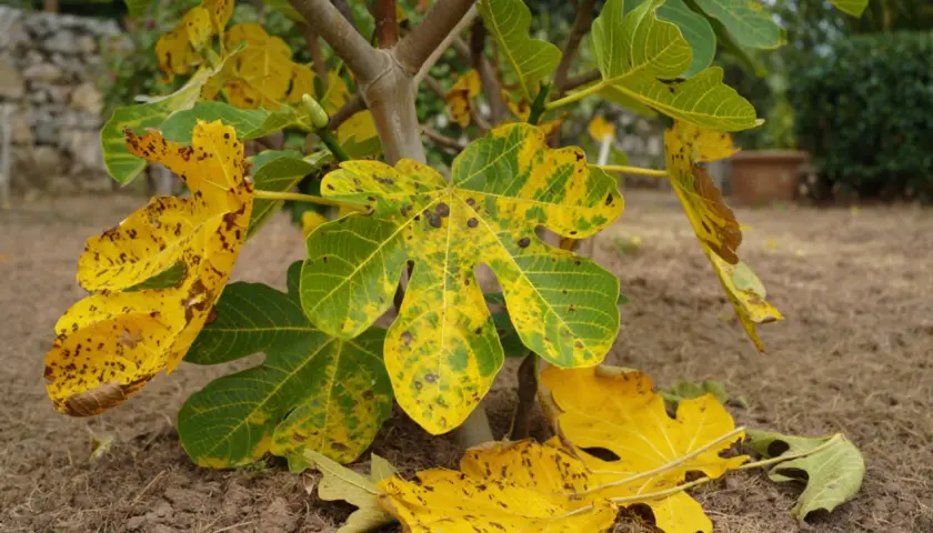 Feuilles de figuier jaunies et tachetées, signe d'une maladie. Un petit fruit vert est visible sur la branche.