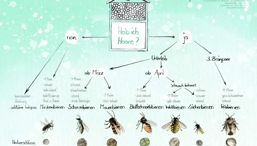 Bestimmungsschlüssel für Wildbienen: Ein Flussdiagramm hilft bei der Identifizierung anhand von Merkmalen wie Behaarung und Größe.
