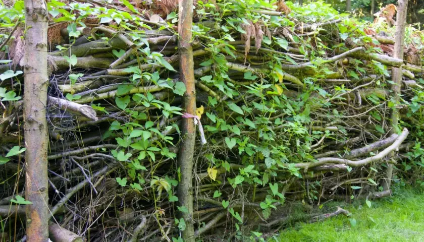 Ein rustikaler Zaun aus totholz im garten, bewachsen mit grünen Ranken.