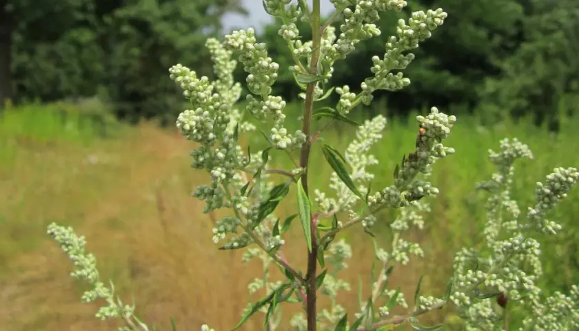 Planta de artemisa en flor, liberando su polen al aire. El fondo muestra un campo verde y seco.