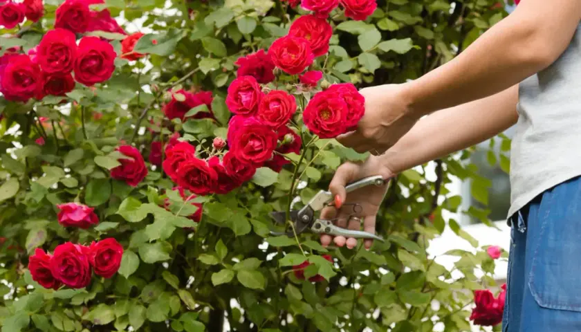 Mani che potano rose rosse. Un gesto essenziale per sapere come curare le rose e mantenerle rigogliose.