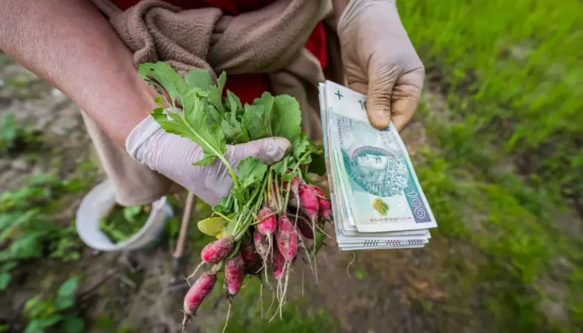 Rzodkiewka z ogródka i stos banknotów. Czy to przyszła emerytura z KRUS?