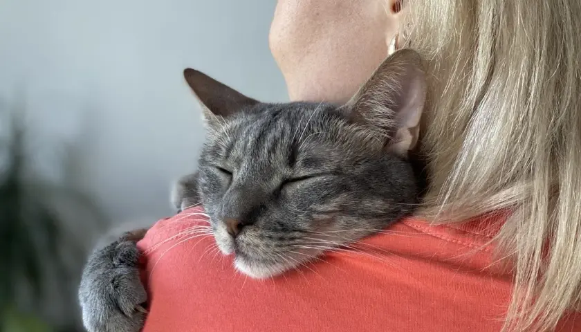 A sleeping tabby cat rests on a person's shoulder, a clear sign your cat imprinted on you. Its paw is gently curled around the shoulder.