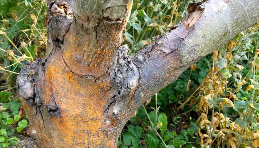 Ein alter Apfelbaum mit einem Pilz am Stamm. Die Rinde ist rissig und orange-braun, ein Ast ist abgebrochen.