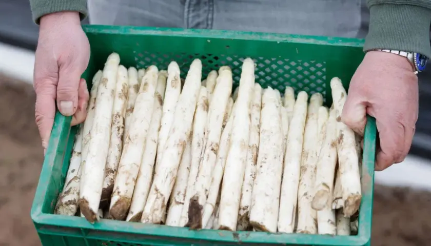 Hände tragen eine Kiste mit frischem weißem Spargel. Manche Menschen reagieren empfindlich auf Spargel, was zu einer Spargelallergie führen kann.
