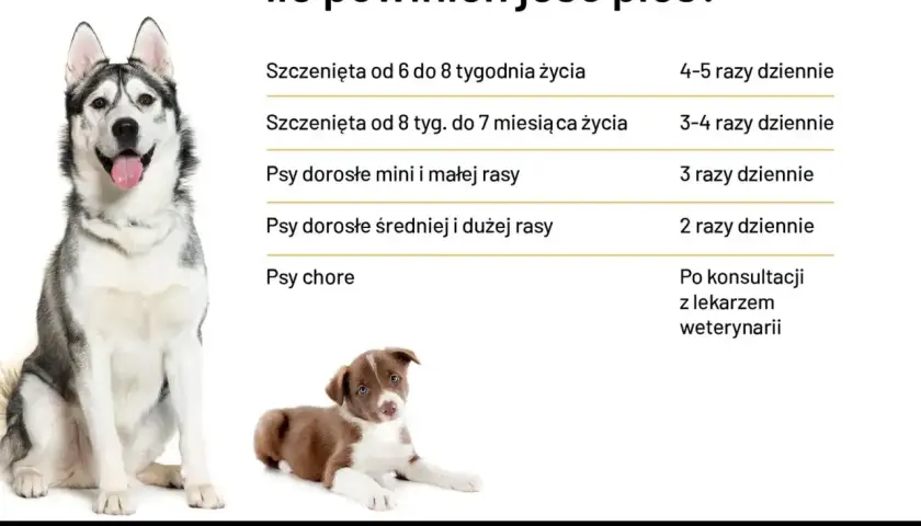 Tabela pokazuje zapotrzebowanie kaloryczne psa w zależności od wieku i rasy. Dorosłe psy jedzą 2-3 razy dziennie, szczenięta częściej. Chore psy konsultuj z weterynarzem.