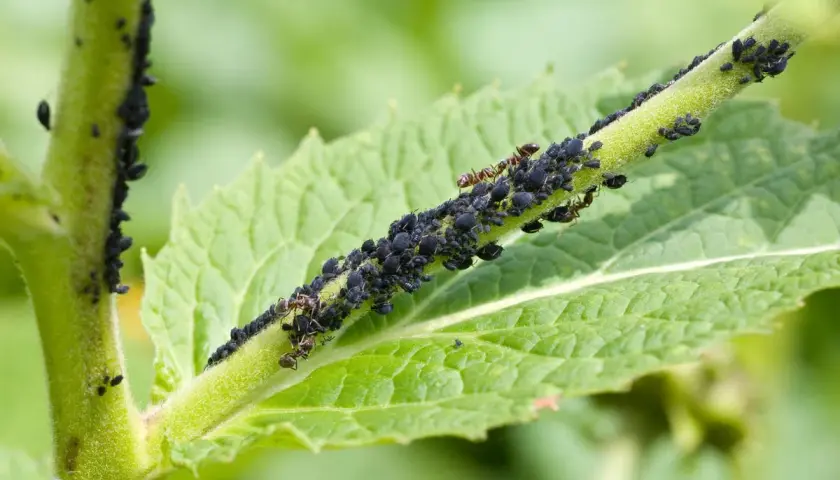 Une tige verte couverte de pucerons noirs et de quelques fourmis. Ces plantes attirent les pucerons, créant un festin pour les insectes.