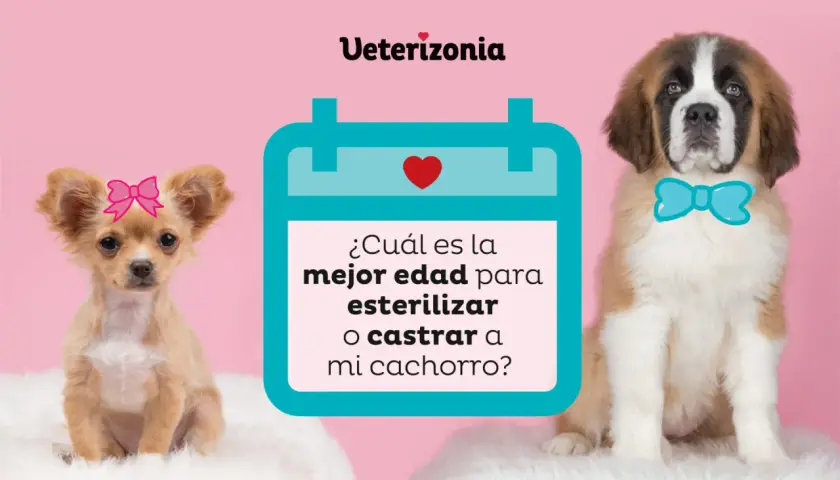 Chihuahua con lazo rosa y San Bernardo con pajarita azul, junto a un calendario que pregunta la mejor edad para esterilizar o castrar. Conoce los beneficios de castrar a un perro.