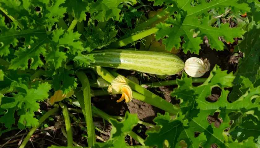 Courgette verte rayée, fleur jaune et bourgeon sur un plant luxuriant. Faut-il arroser les courgettes tous les jours ? La réponse dépend de la météo !