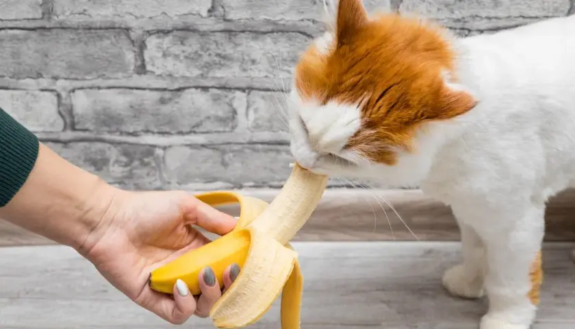 Rudy kot je banana podanego z ręki. Czy koty mogą jeść banany? Tak, ale w małych ilościach.