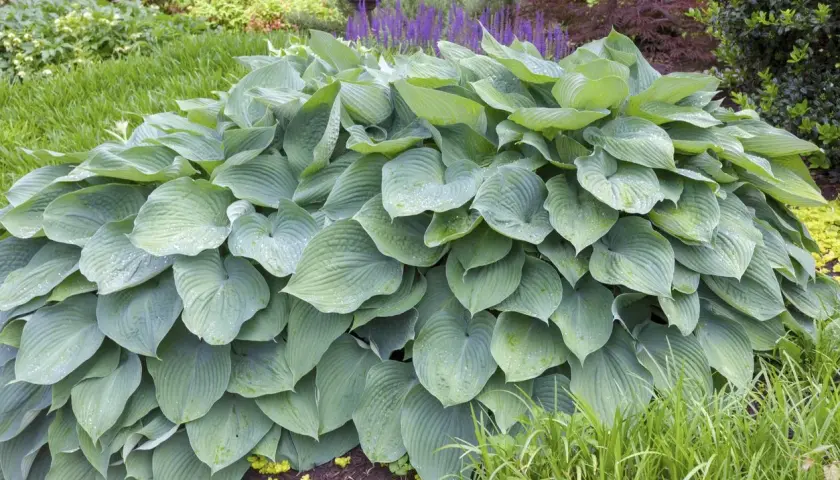 Ogromna, błękitna hosta 'Blue Angel' z kroplami rosy na liściach, otoczona zielenią i fioletowymi kwiatami.
