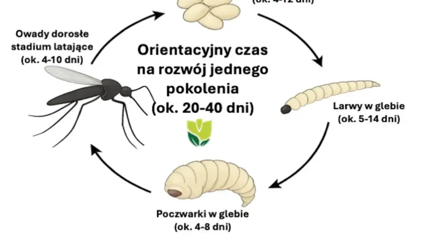 Cykl rozwojowy ziemiórek: jaja, larwy, poczwarki i dorosłe owady latające.