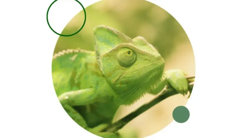 Camaleón verde, un ejemplo de que reptiles se pueden tener de mascota en España.