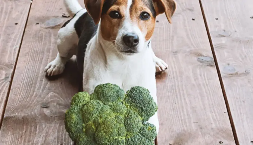 Jack Russell Terrier leży obok brokuła, zastanawiając się, czy psy mogą jeść brokuły.