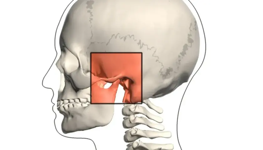 Vista lateral de un cráneo humano, con un recuadro resaltando la articulación temporomandibular.