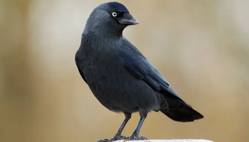 Eine Dohle mit hellem Auge sitzt auf einem Holzbrett, vielleicht in der Nähe ihres dohle nest.
