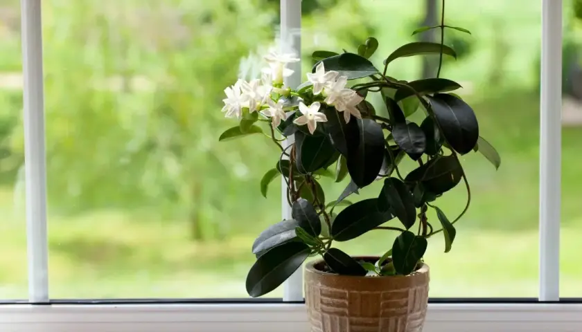 Un profumato gelsomino da appartamento fiorisce su un davanzale, con foglie scure e fiori bianchi a stella che si stagliano contro il verde sfocato dell'esterno.
