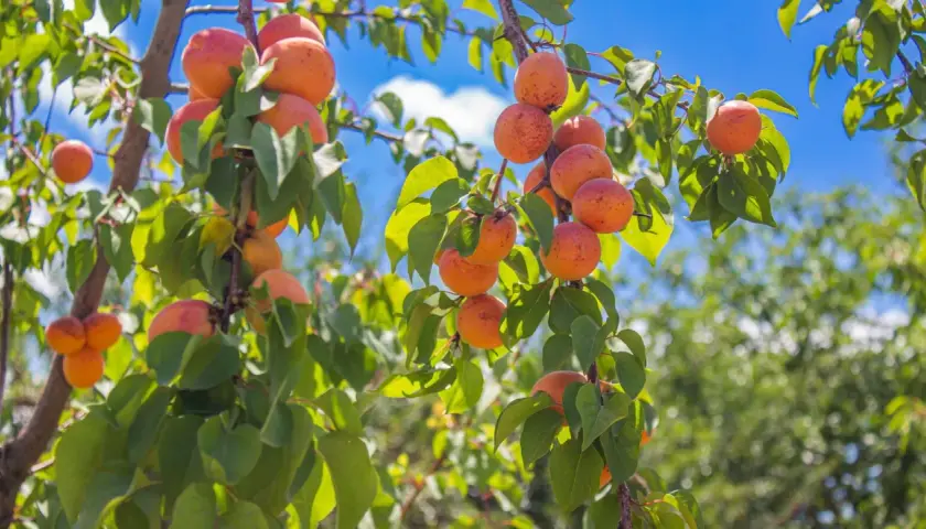 Rameaux d'un abricotier chargés de fruits mûrs, sous un ciel bleu éclatant. L'exposition parfaite pour une récolte abondante.