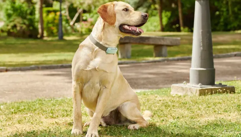Labrador sentado en el césped, con collar azul. Parece que mi perro respira raro como si se ahogara.