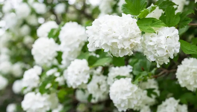 En buske med vita blommor, som snöbollar, i full blom. Gröna blad ramar in de fluffiga blomklustren.