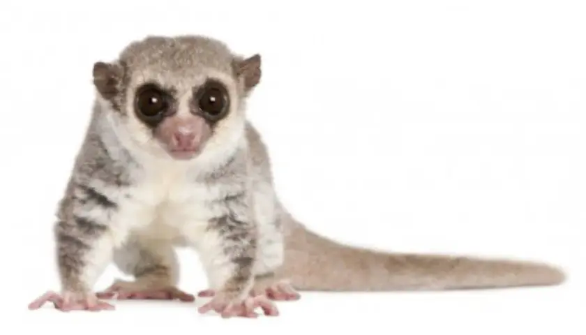 Mały, puszysty lemur, uroczy **primate po polsku**, z wielkimi, ciemnymi oczami i długim ogonem, siedzi na białym tle.