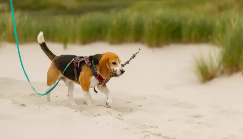 Szczeniak beagle z patykiem w pysku spaceruje po plaży. Widać, że to idealny moment, kiedy szczeniak może wyjść na dwór.